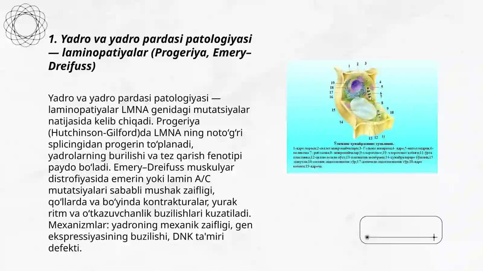 Hujayra hususiy organoidlari. Ushbu organellalarning patologiyasidan kelib chiqadigan kasalliklar 3