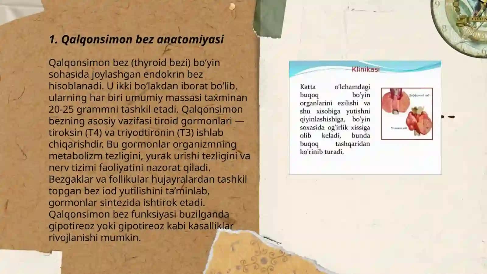 Qalqonsimon bez anatomiyasi 3