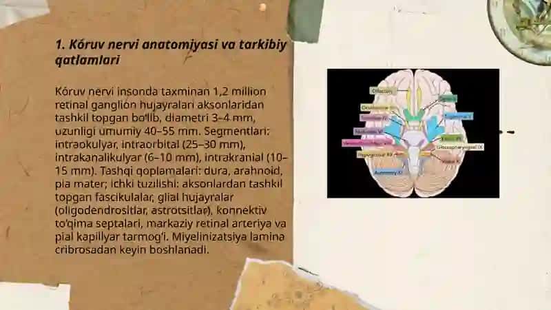 Kóruv analizatorlari fiziologiyasi 3