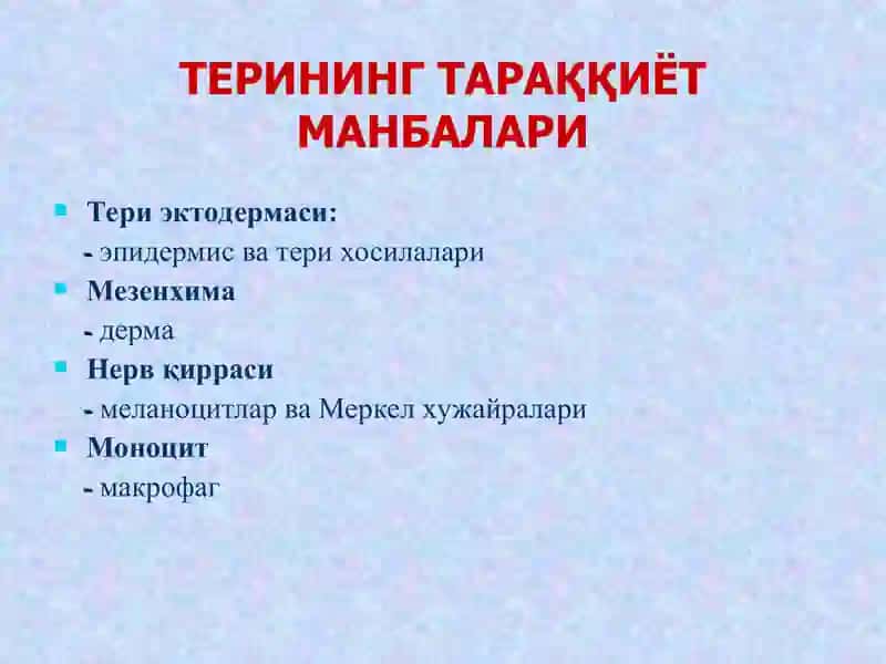 Teri va uning hosilalari, gistalogiyasi 3