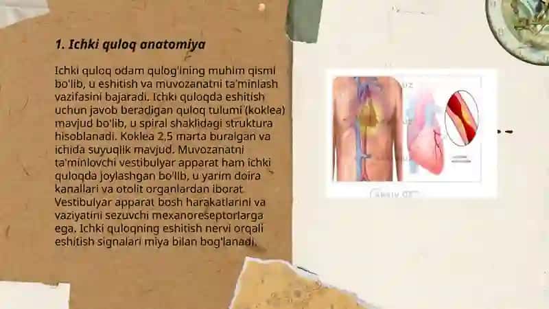 Ichki quloq tuzulishi. Tovush o'tqazish mexanizimi 3