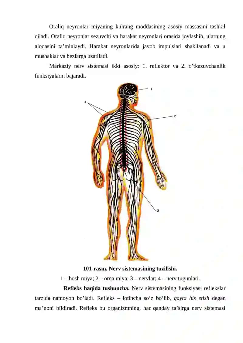 Inson nerv sistemasining asosiy xususiyatlari 3