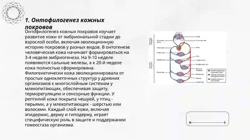 Онтофилогенез система органов 3