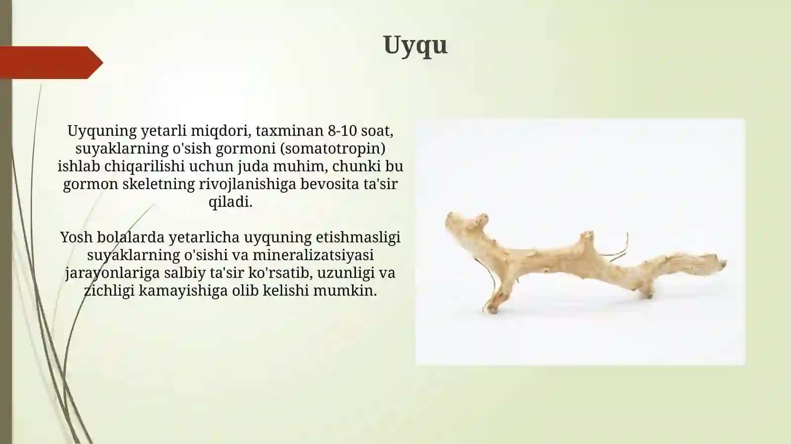 Suyaklarning oʻzishi va rivojlanishiga tasir etuvchi omillar 3