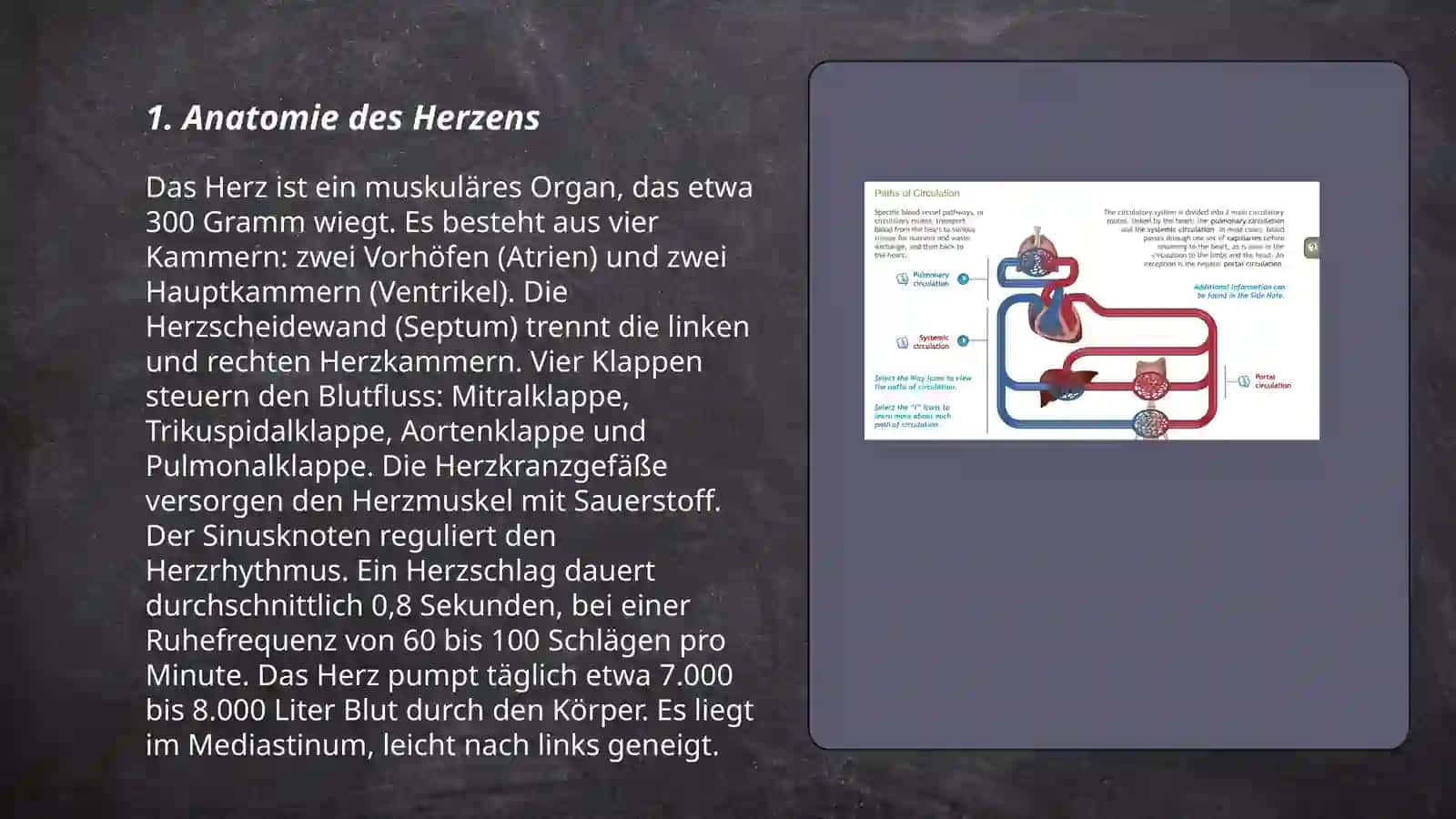 Herz und Blutkreislauf 3