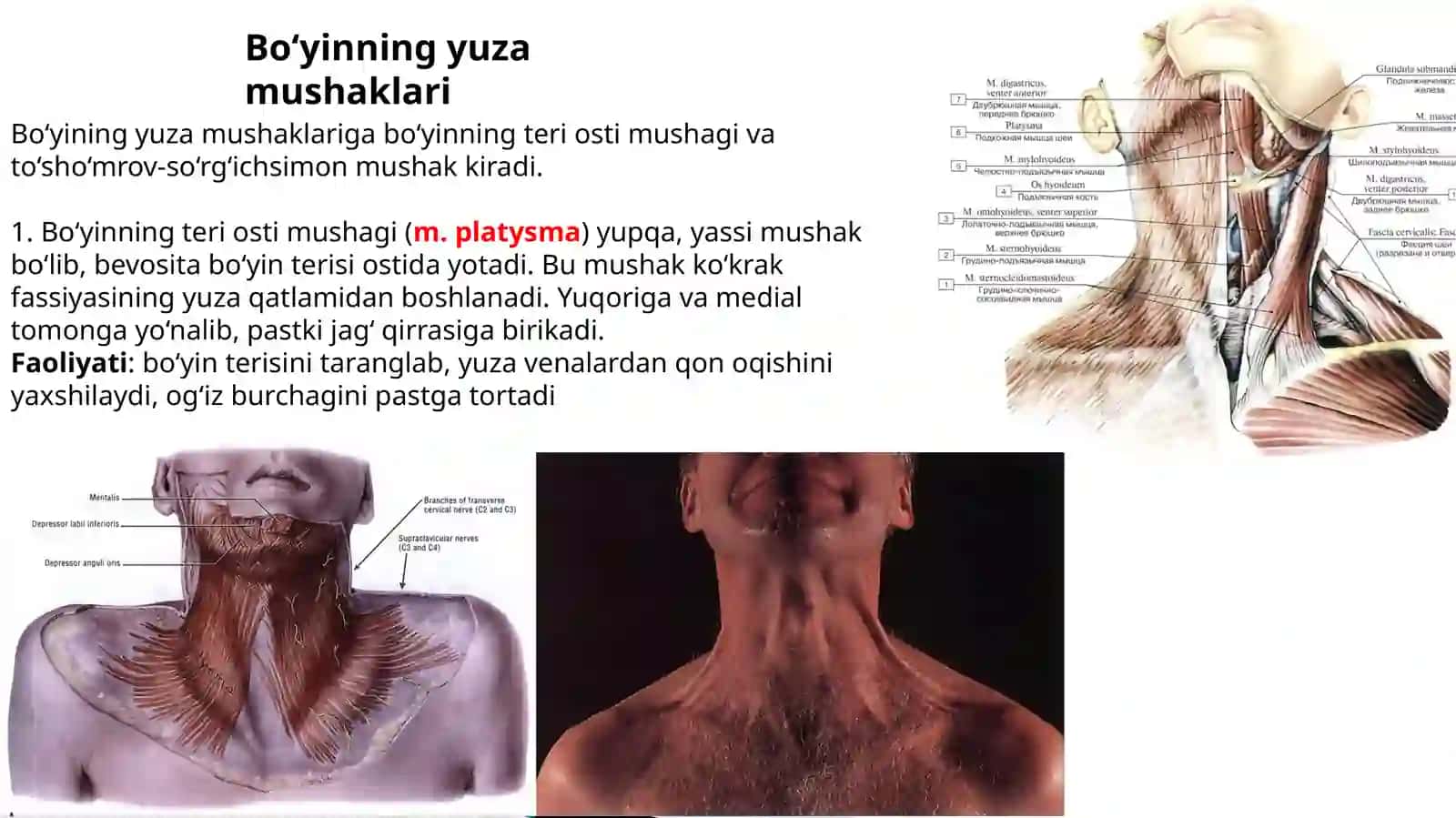 Bo‘yinuchburchaklari 3