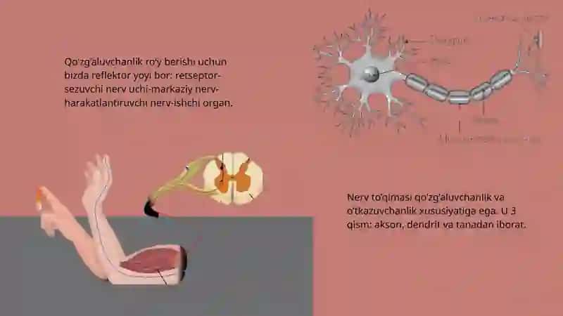 Qo’zg’aluvchan to’qimalarda bioelektrik hodisalar 3