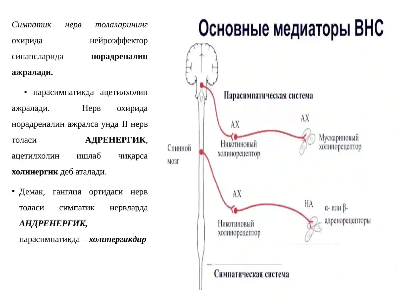 Адренергик иннервацияга таъсир этувчи доривоситалар таснифи 3