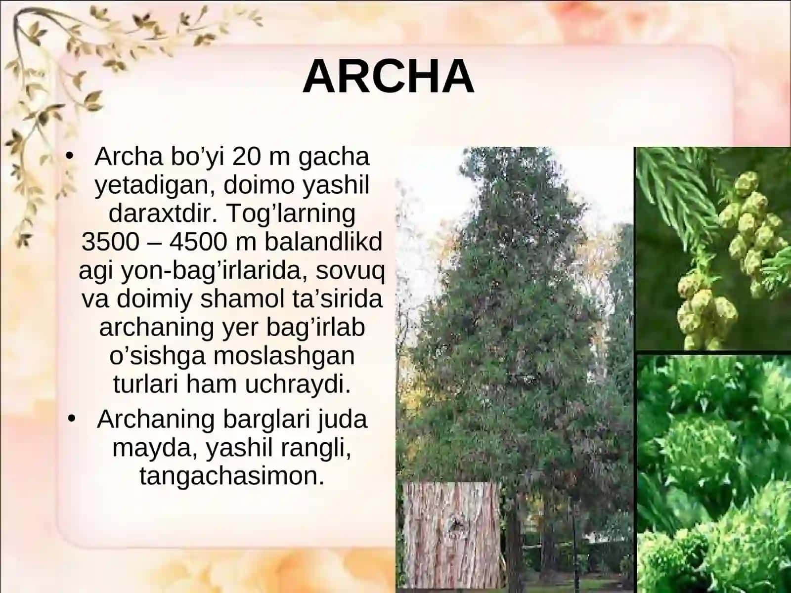 Ochiq urug’li o’simliklar (qarag’aytoifa) bo’limi 3