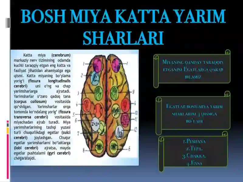 bosh miya orqa miya pereferik va markaziy nerv sistemasi 3