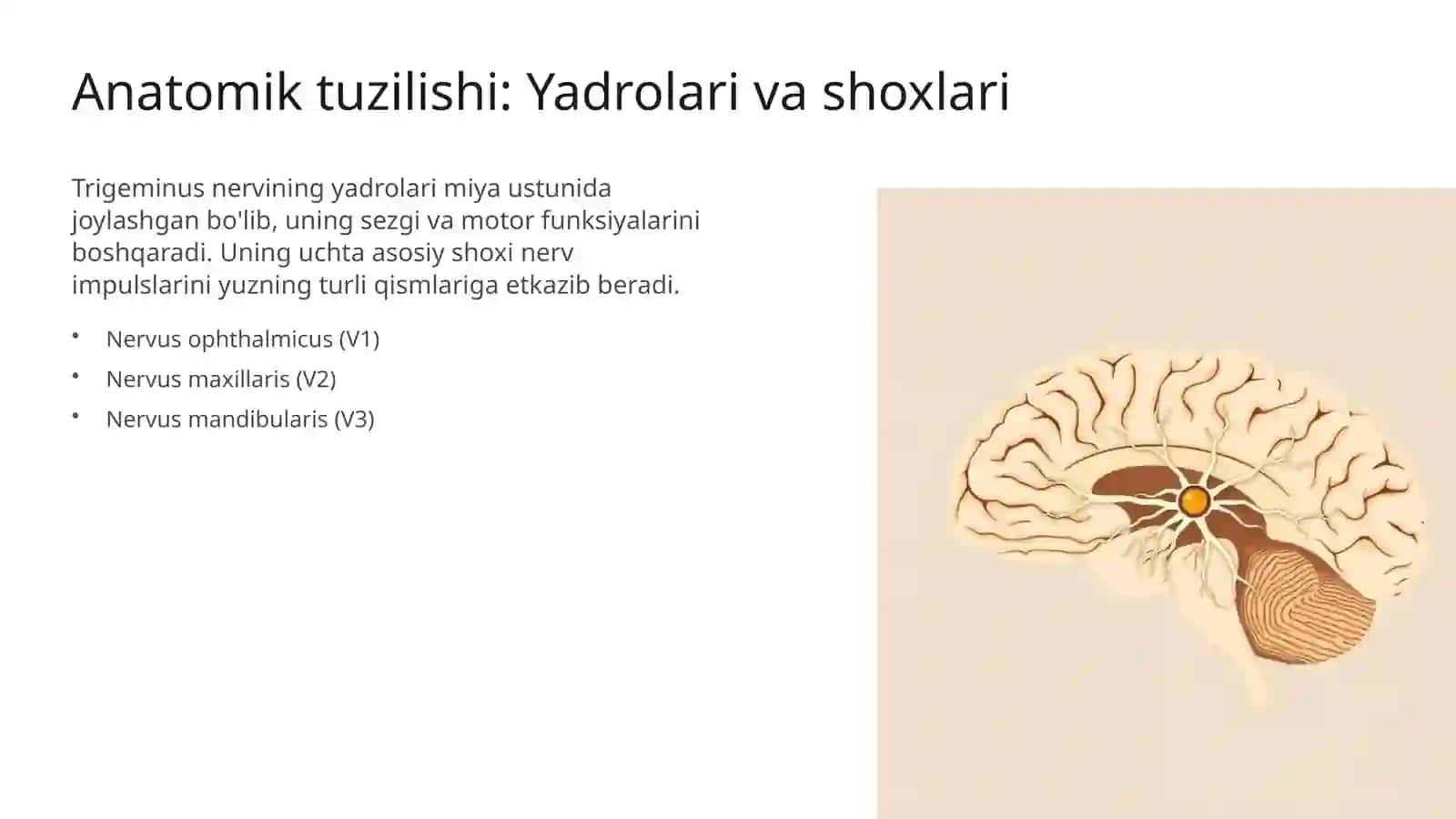 V juft bosh miya nervi: Funksiyalari va klinik ahamiyati 3