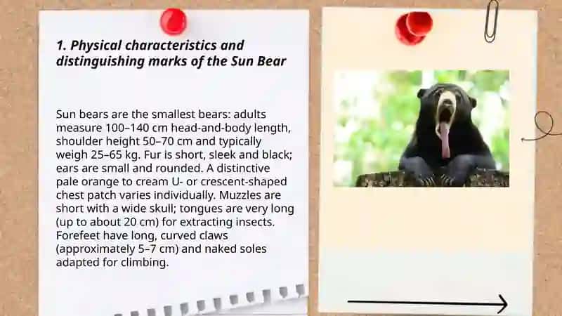 Sun Bear 3