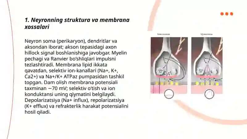 Neyronlar va sinapslar fiziologiyasi 3