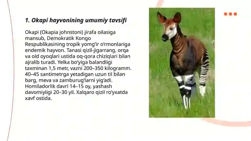 Okapi hayvoni 3