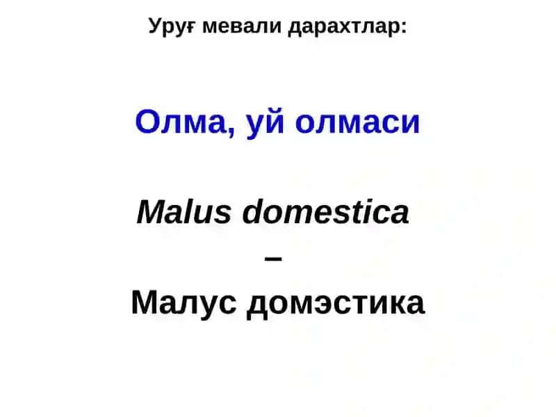 Уруғ мевали дарахтларнинг касалликлари ва уларга қарши кураш чоралари 3