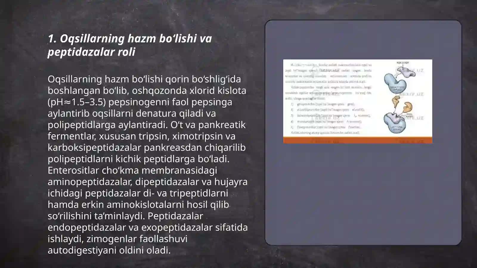 Oqsillarning hazm bo‘lishi va peptidazalar roli 3