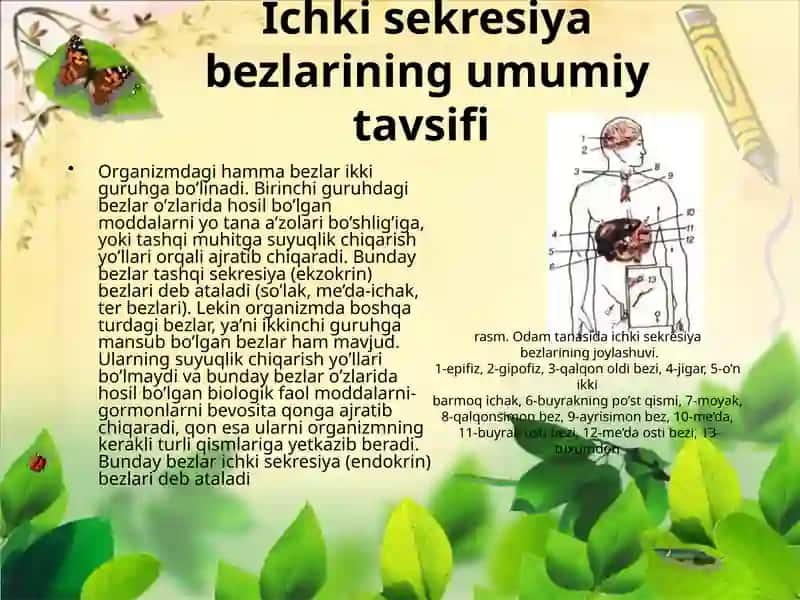Ichki sekretsiya bezlariGipotalamo-gipofiztizimiQalqonsimonbez vaQalqonsimonoldi bezlari Fiziologiyasi 3