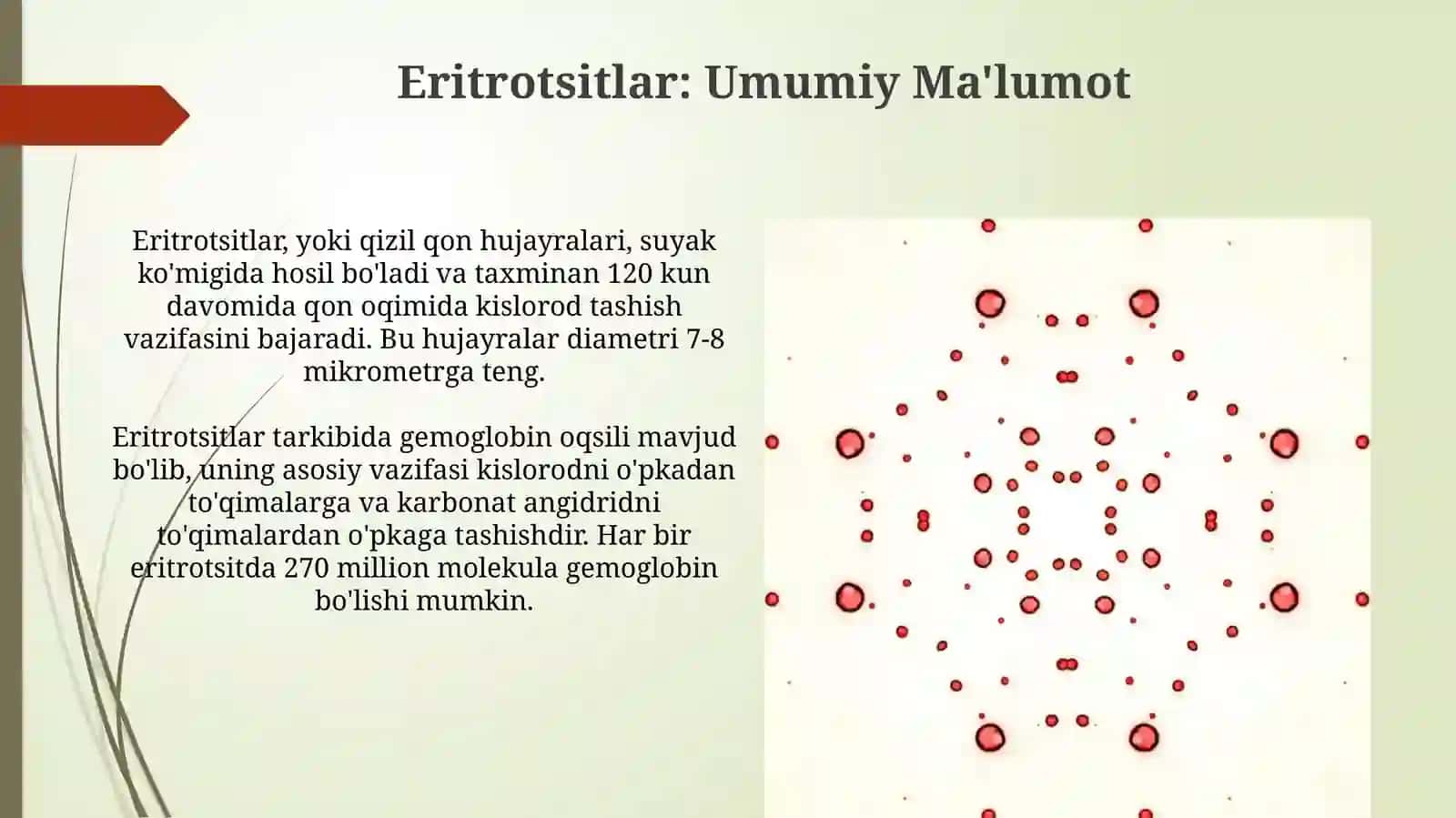 Eritrotsitlar gemoglabin vauningturlari 3
