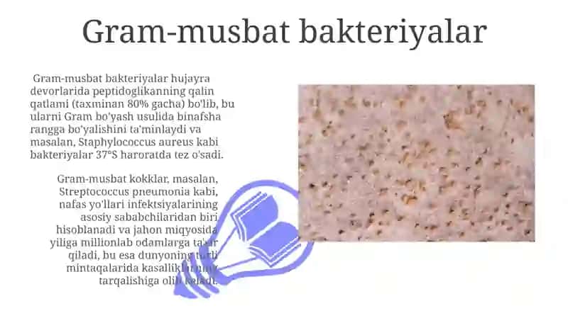 Gram usulida boyalgan mikroorganizmlar 3