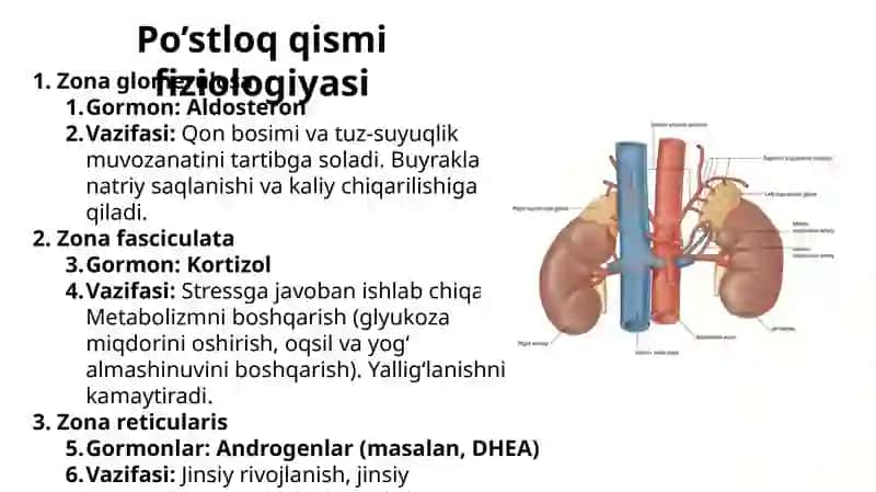 Me’da osti va buyrakusti bezlari fiziologiyasi. Insulin va glyukogon effektlari 3