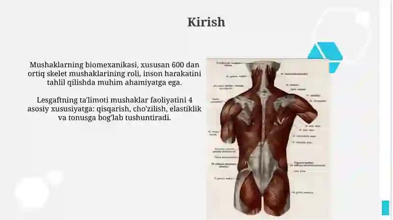 Mushaklarning ishi va biomexanikasi 3
