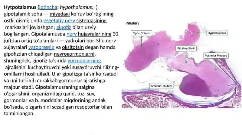 Gipotalamus neyrosekretsiyasining strukturaviy asoslari 3