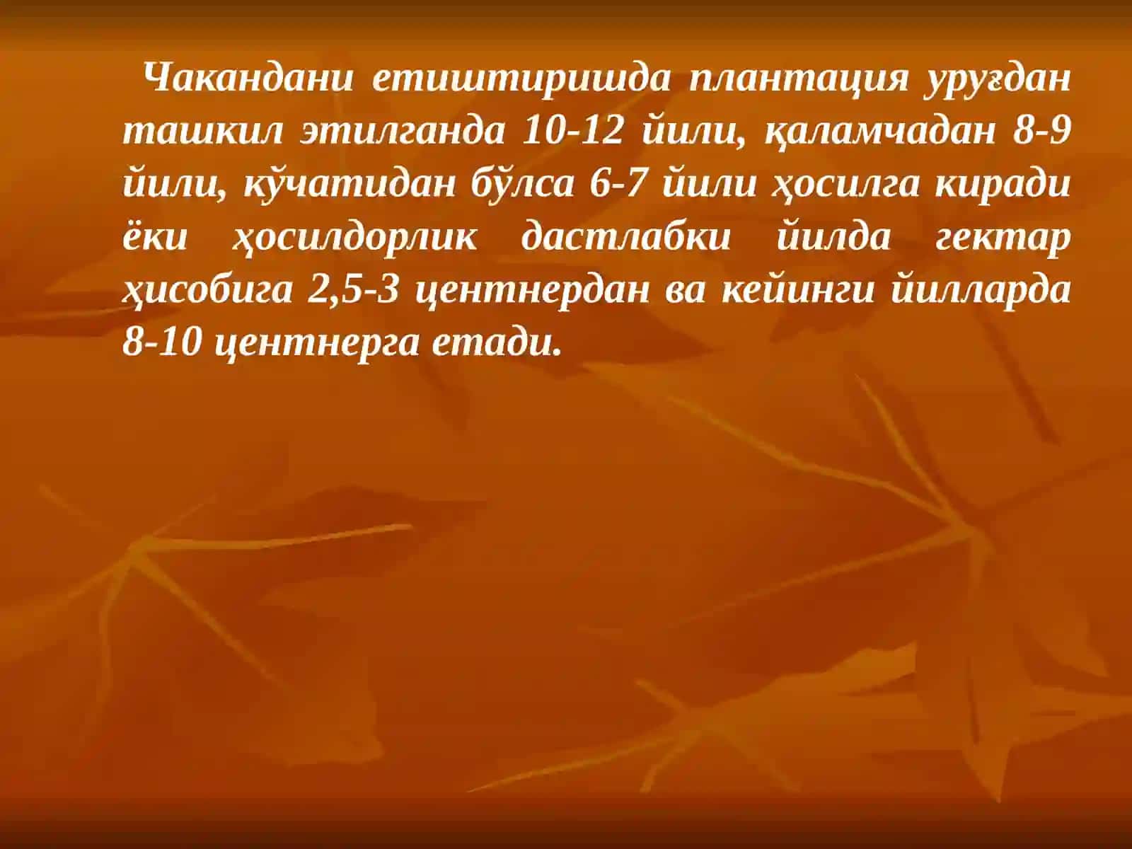 ЧАКАНДА – ОБЛЕПИХА КРУШИНОВИДНАЯ - HIPPOPHAE RHAMNOIDES L 3
