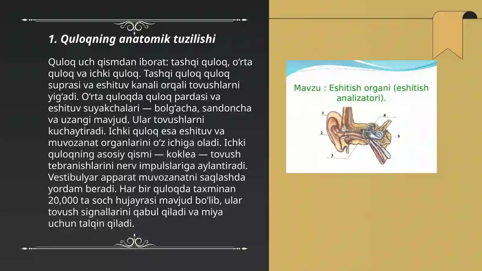 Inson eshitish organlari anatomiyasi va fiziologiyasi 3