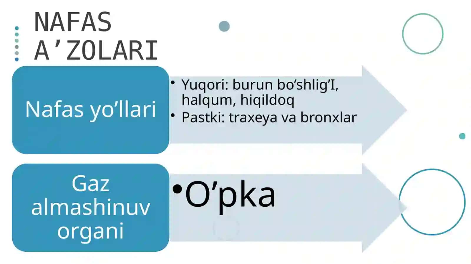 Systema respiratoria 3