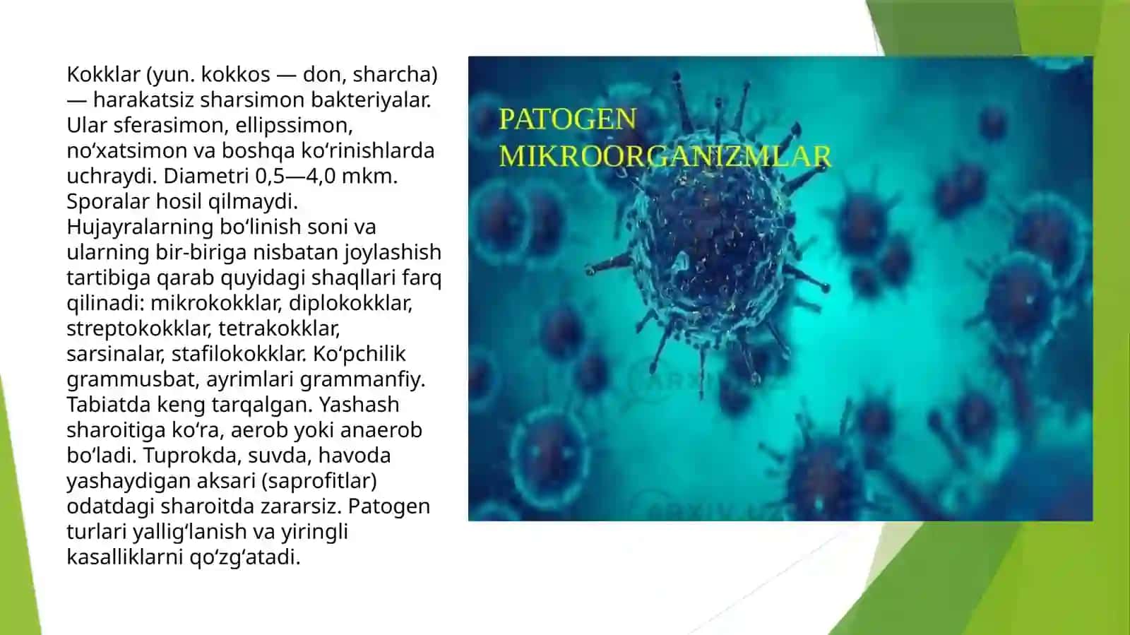 Patogenkokklar stafilokkok, streptokkok, pnevmokkok, meningokkok, vagonokokklarga umumiy xarakteristikasi va etiologiyasi 3