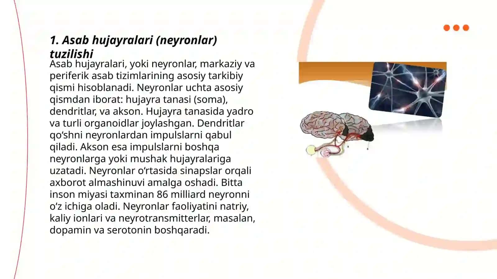 Markaziy nerv tizimi fiziologiyasi 3