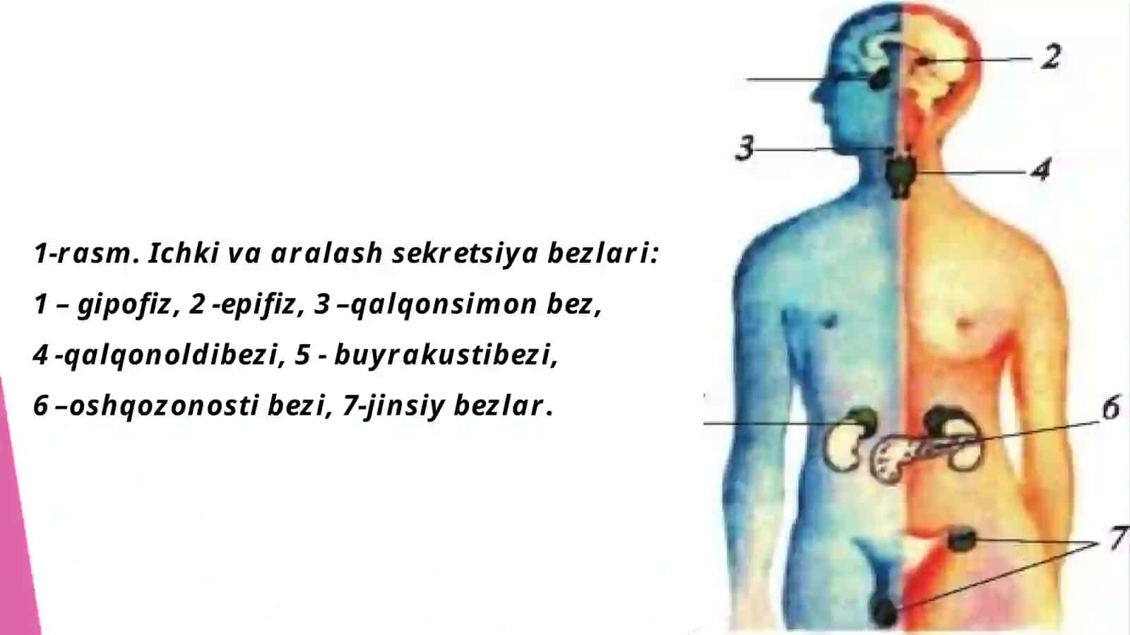 Endokrin tizimi 3