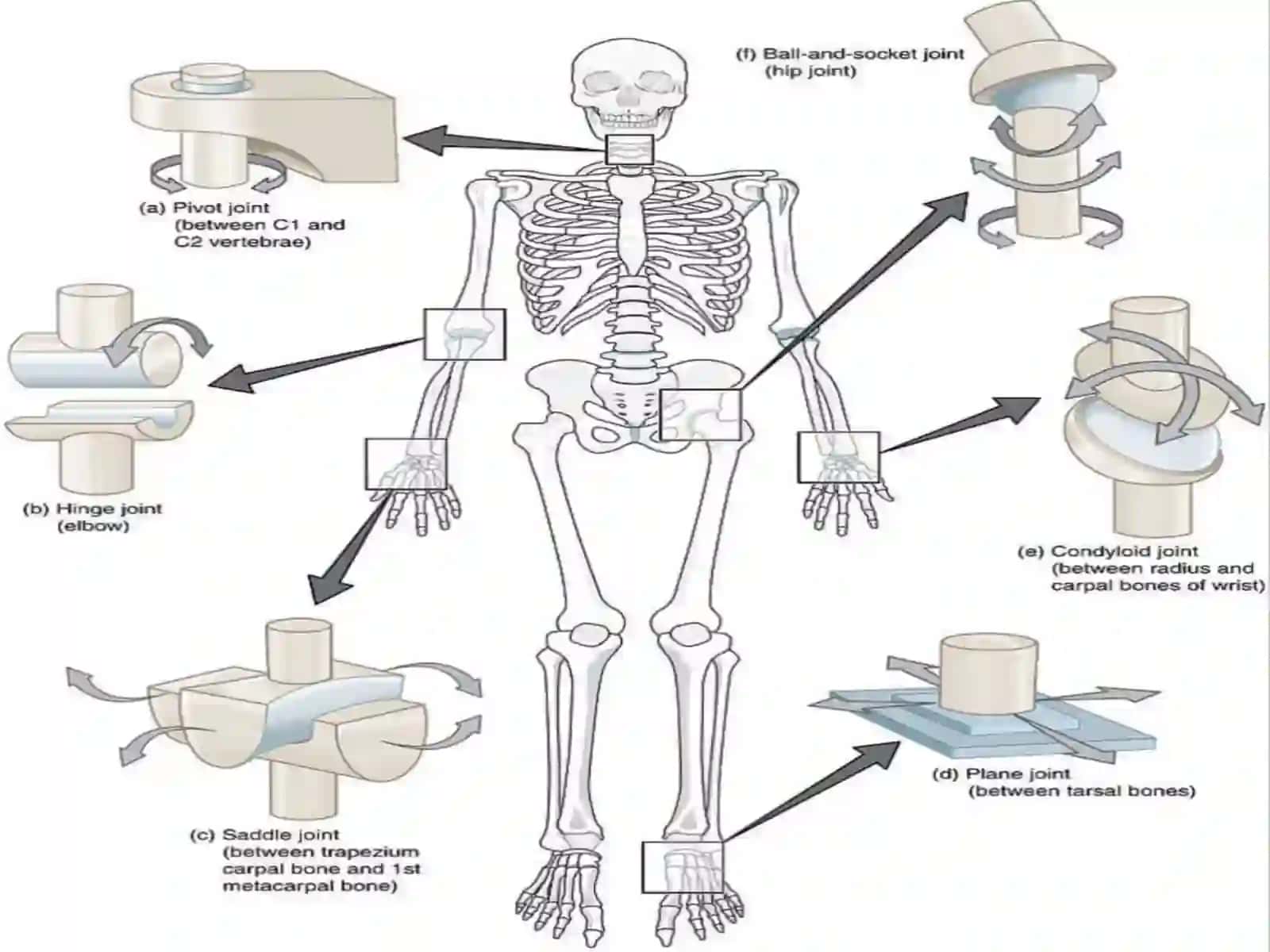 Bo’g’imlarning biomexanikasi.Birlashmalarning rentgen anatomiyasi 3