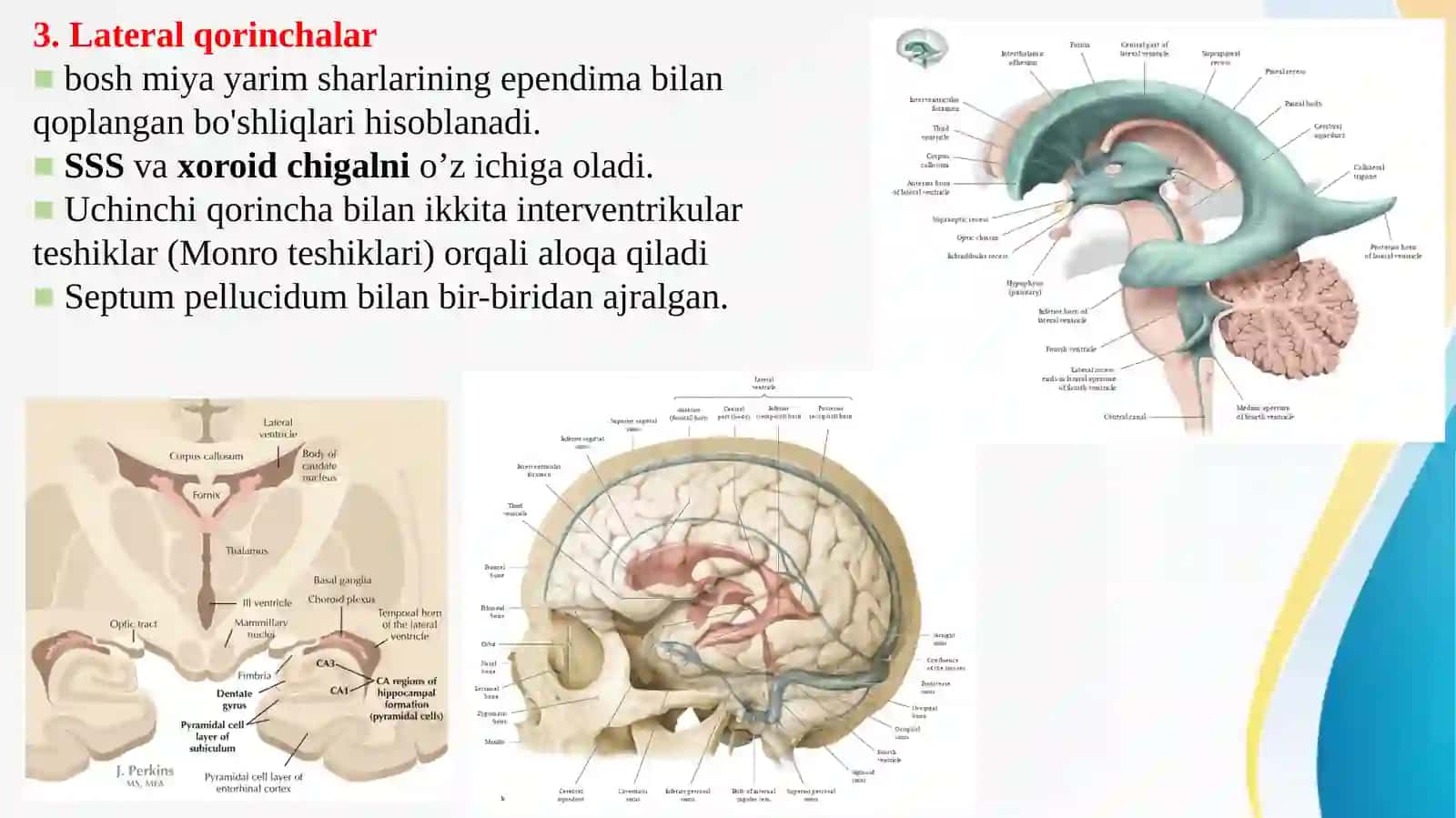 Bazal yadrolar, Lateral qorinchalar, Cerebral cortex, Oq modda 3
