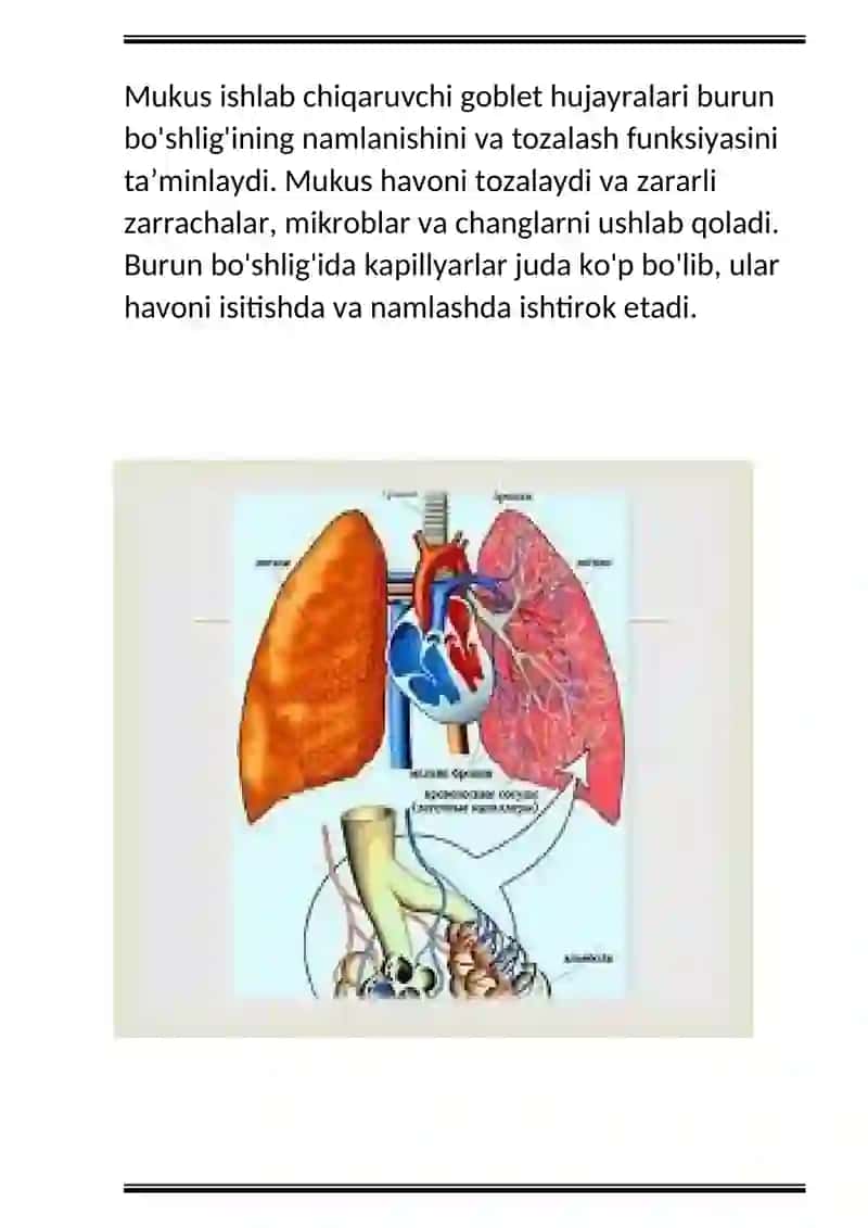 Gistologiya nafas olish sistemasi 3