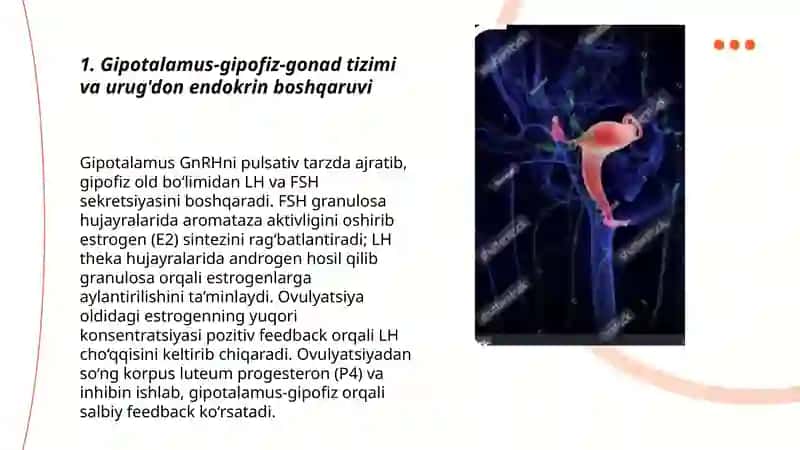 Urug'don endokrin faoliyatining endokrin boshqariluvi 3