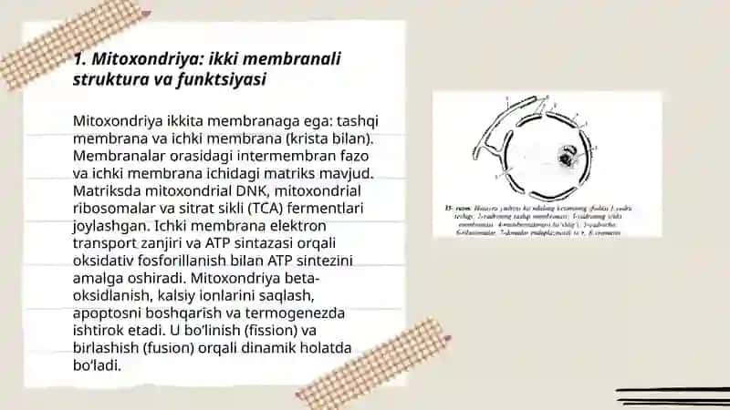 Hujayra organoidlari.Ikki membranali organoidlar 3