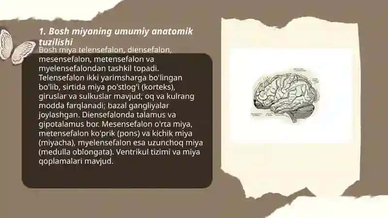 Bosh miya, miya po'stlog'i, miyachaning tuzilishi 3
