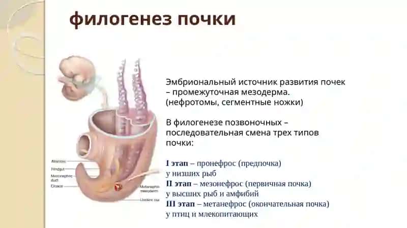 МОЧЕВЫДЕЛЕНИЯ И МОЧЕПОЛОВАЯ СИСТЕМА 3