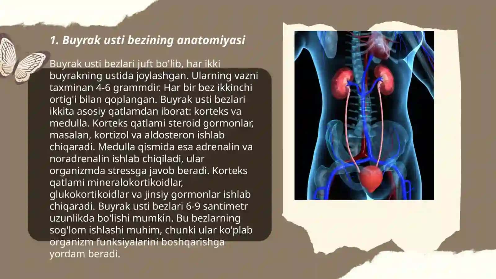 Buyrak usti bezining tuzilishi 3