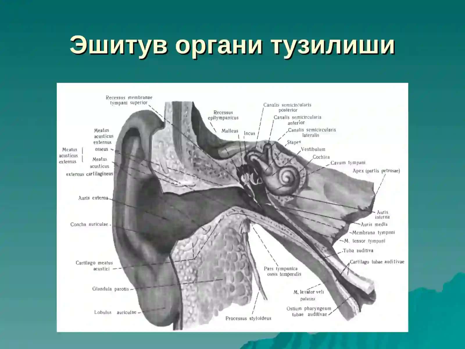 Ташки ва урта қулоқнинг уткир ва сурункали касалликлари 3