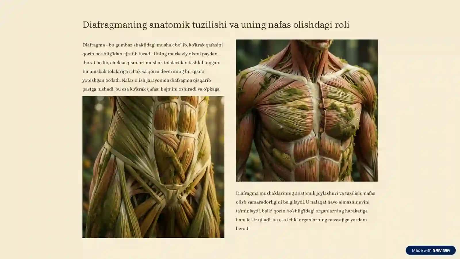 Diafragma mushaklari fiziologiyasi 3
