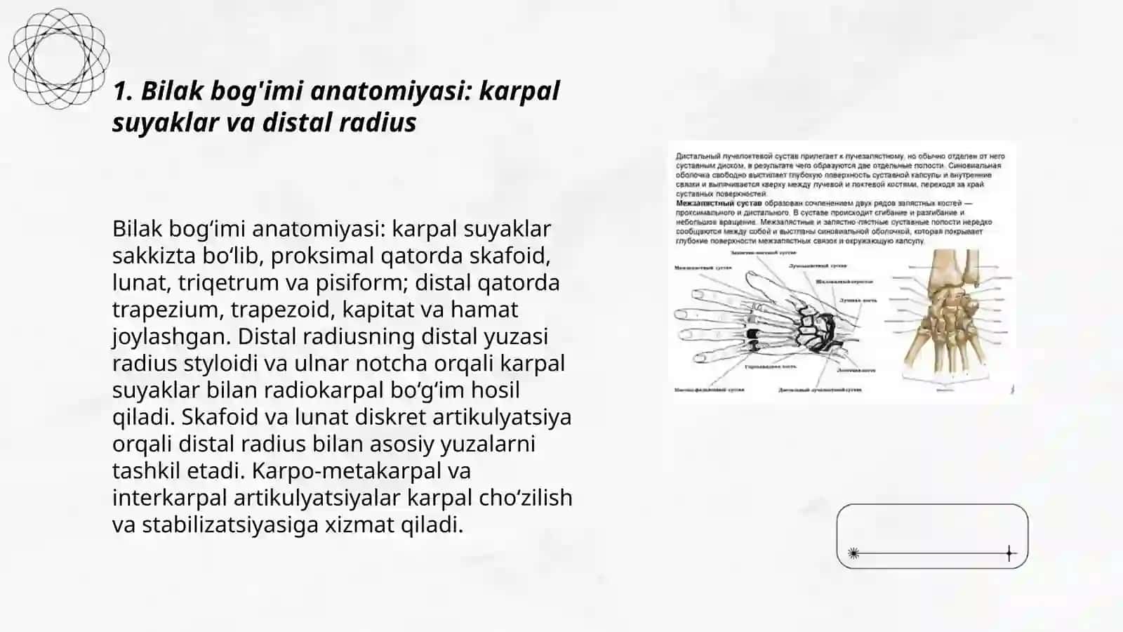 Bilak bog'imi anatomiyasi: karpal suyaklar va distal radius 3