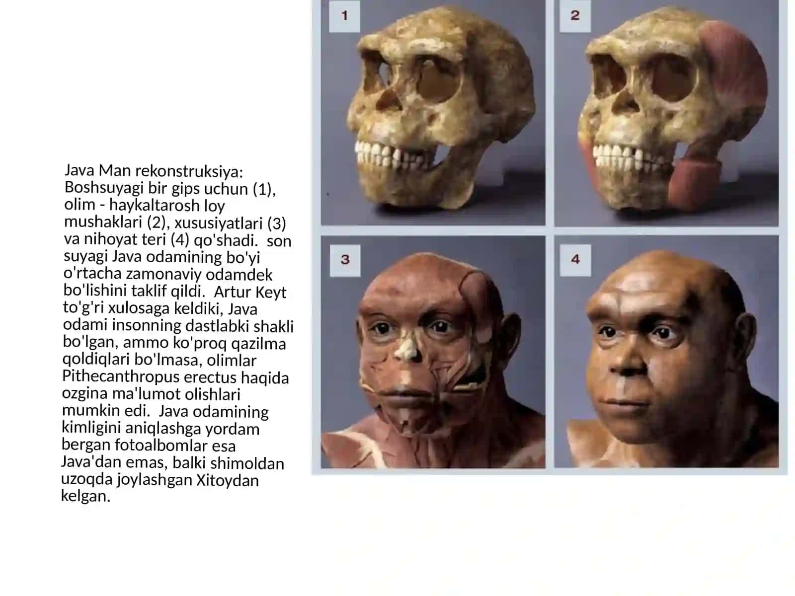 Xitoy hududidan topilgan Homo erectusning bosh chanog'i (Tiklangan) 3