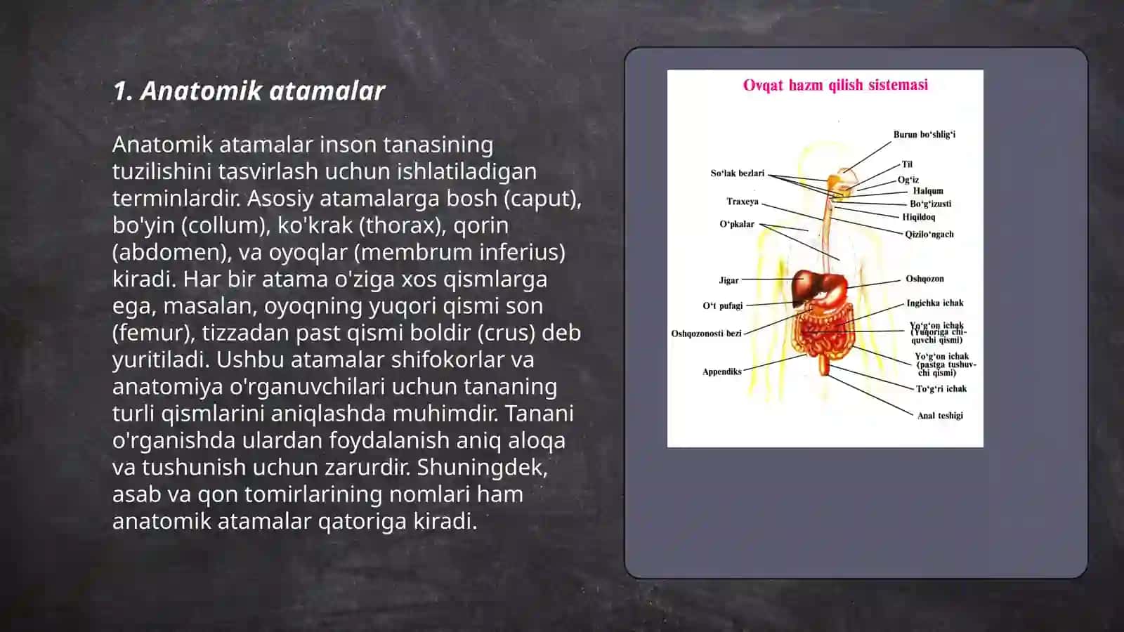 Anatomik iboralarning tarjimasi 3