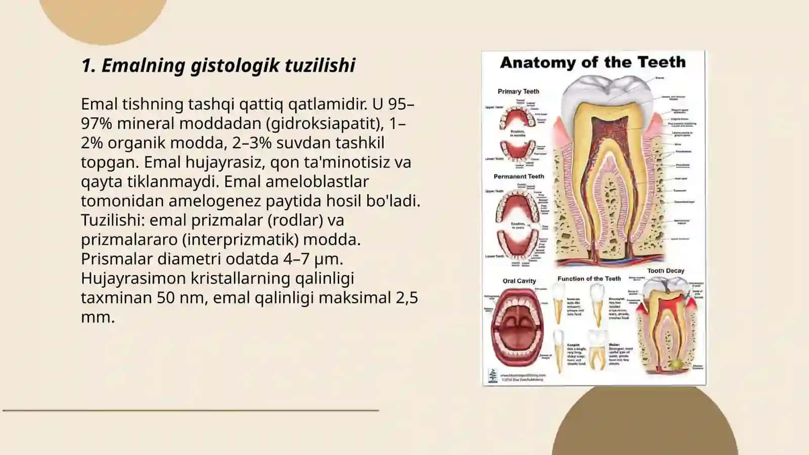 Tish toqimasi gistologiyasi 3