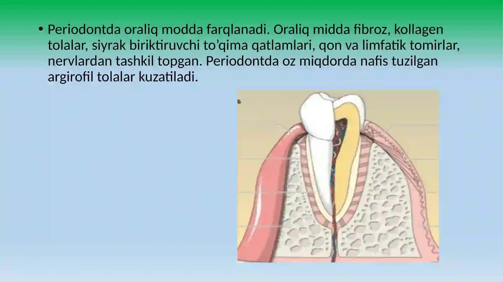 Periodontning gistologik tuzilishi. O'tkir periodontit. Surunkali periodontit 3