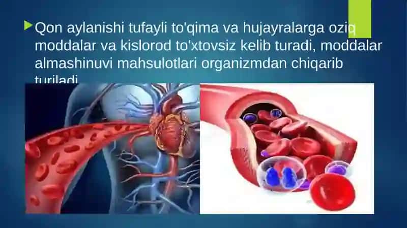 Qonaylanishiningahamiyati, yurakning tuzilishi 3