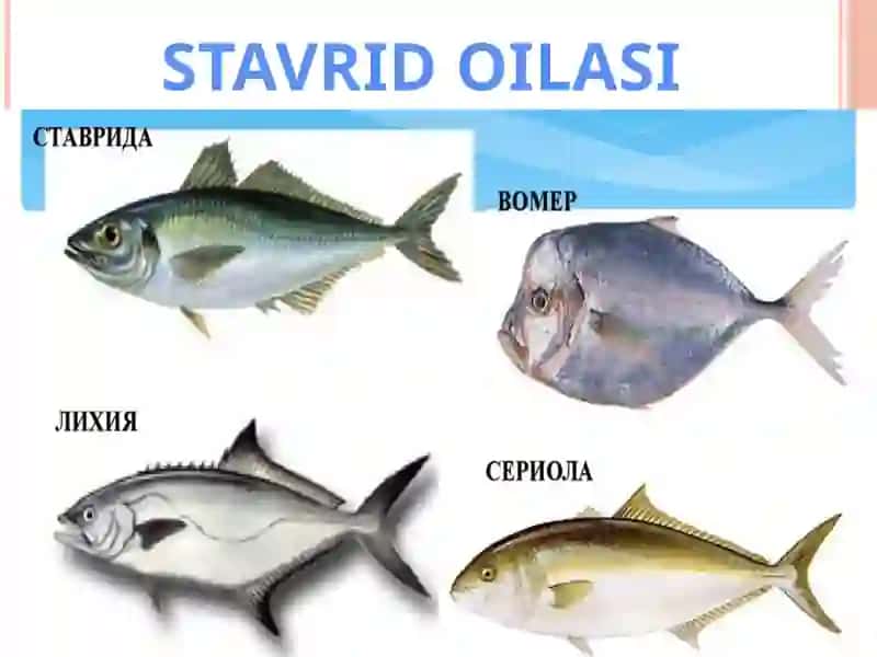 BALIQLAR HAQIDA UMUMIY MA`LUMOT 3