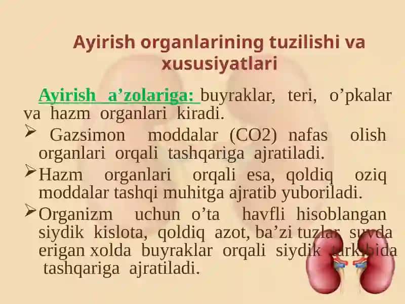 Ayirishorganlarining tuzilishi va yoshga oid xususiyatlari 3